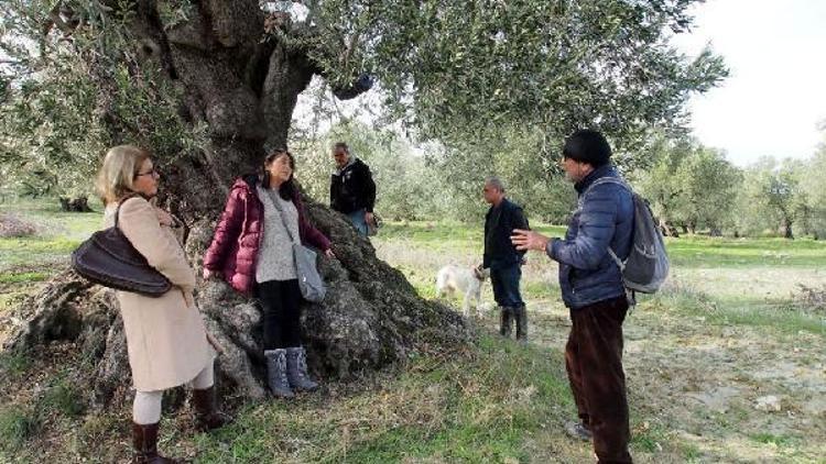 Anıt zeytin ağaçları çevreyi koruyacak