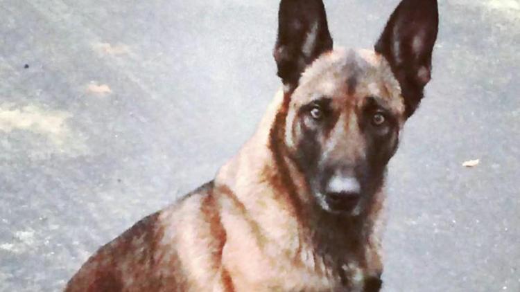 Polis köpeğini ısıran adam tutuklandı