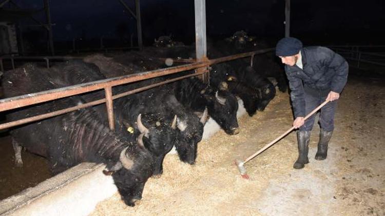 Manda sütüyle astım hastalığını yendiğini iddia etti