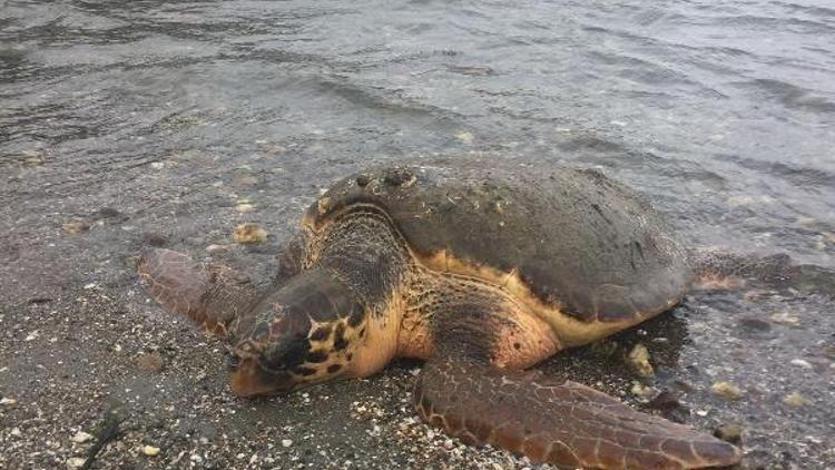 Soğuk şokuna giren caretta sahile vurdu