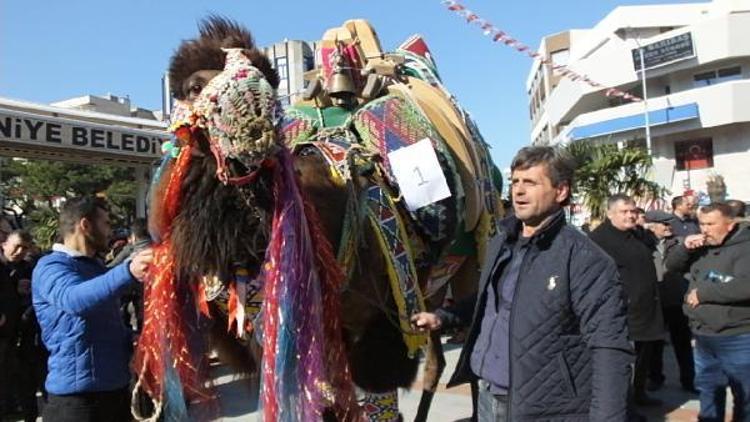 Burhaniye’ de deve güzellik yarışması yapıldı