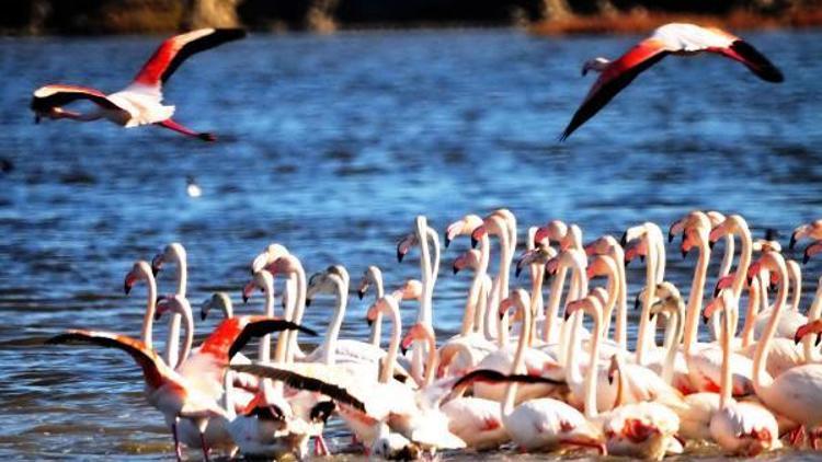 Tuzla sulak alanında flamingo sayısı 6 bine ulaştı