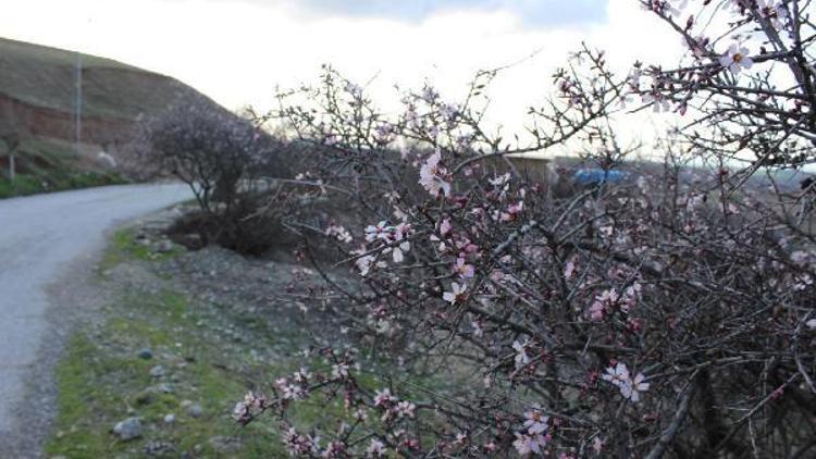 Kahtada ağaçlar çiçek açtı, çiftçi korktu