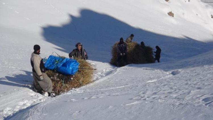 Hayvanları için karlı dağlardan kızakla ot taşıyorlar