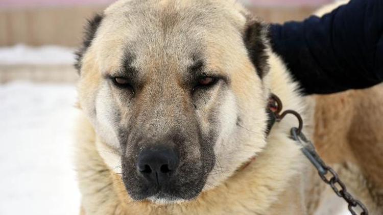 Milli köpek ırkları, Türkiyenin güvenliği için görevde