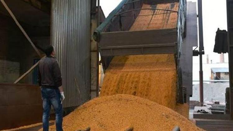 FAO: Yeni tahminler küresel tahıl üretiminde rekora işaret ediyor