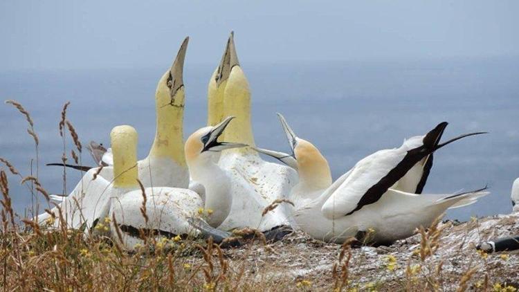 Dünyanın en yalnız kuşu gerçek aşkı bulamadan öldü