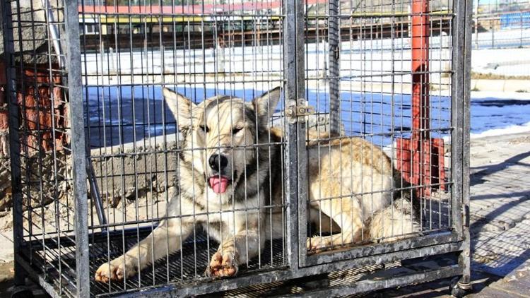 Bayburt’ta şehir merkezine inen kurt yakalandı