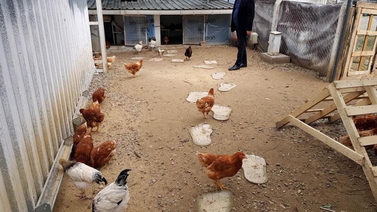 İstanbuldaki iş hayatından kaçtı şimdi tavuk yetiştiriyor