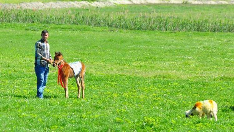 Osmaniyede mera ıslah ve amenajman projesi