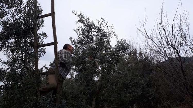 Hasat bitti budama telaşı başladı