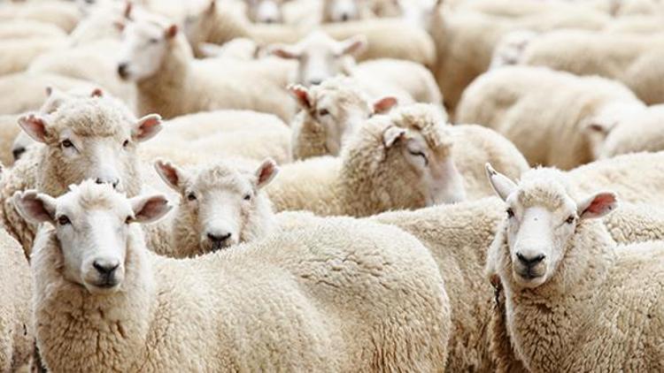 Bakan açıkladı: Geri dönenlere 300 koyun ve maaş