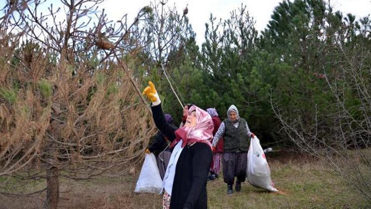 Çam kese böceklerinin tehdit ettiği ormanı, kadınlar kurtarıyor