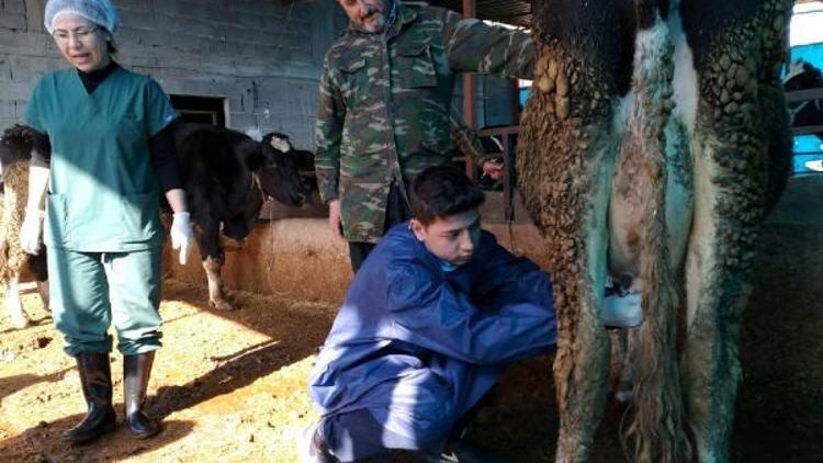 Veteriner adayları, hayvanlarda sağlık taraması yaptı