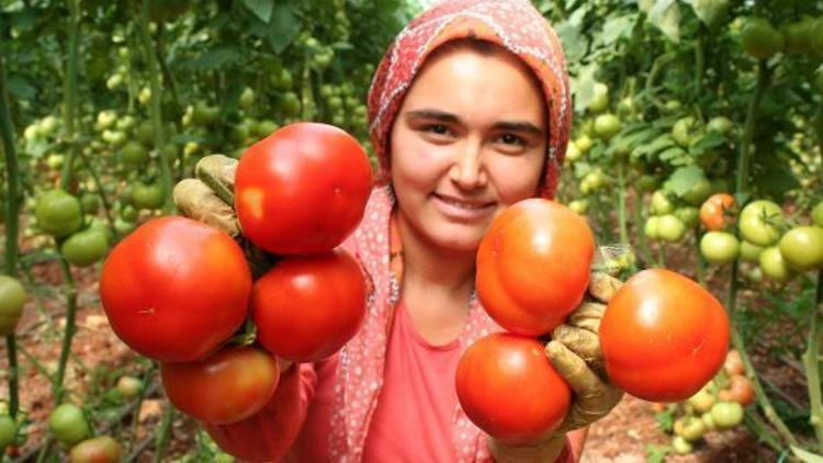 İhracatçılardan, Rusyanın domates ithalatı kısıtlamasına tepki