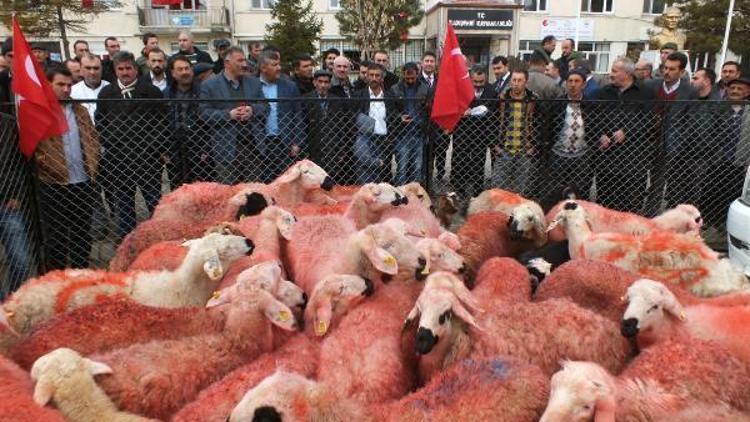 Yozgatlı çobanlar, 41 kınalı koyunu Mehmetçiğe gönderdi