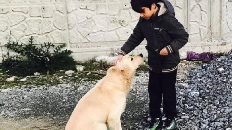 Bahçede zehirlenen Zero isimli köpek tedavi edildi