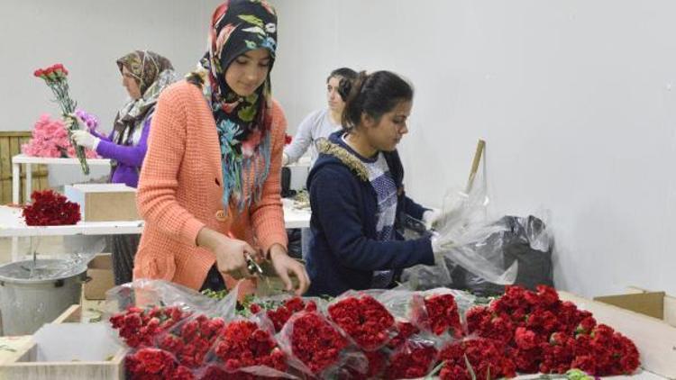 Antalyadan 25 ülkeye 35 milyon dal Sevgililer Günü çiçeği