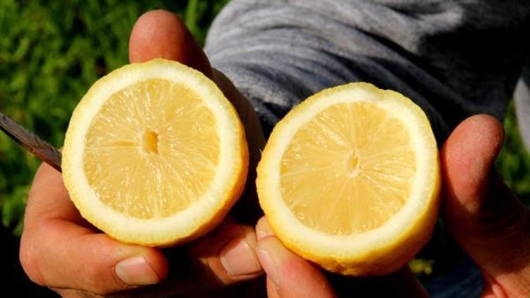 Çekirdeksiz limon Almanya’da tanıtılıyor