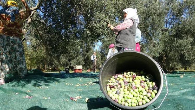 Zeytinde bilinçli hasat, rekolteyi arttırdı