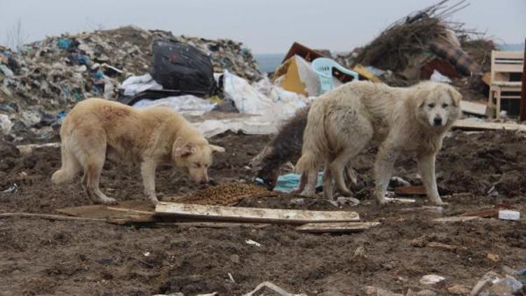 Edirnede 500 köpek kayboldu iddiası