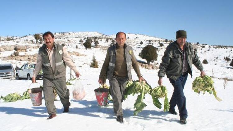 Erdemlide yaban hayvanları için doğaya yem bırakıldı