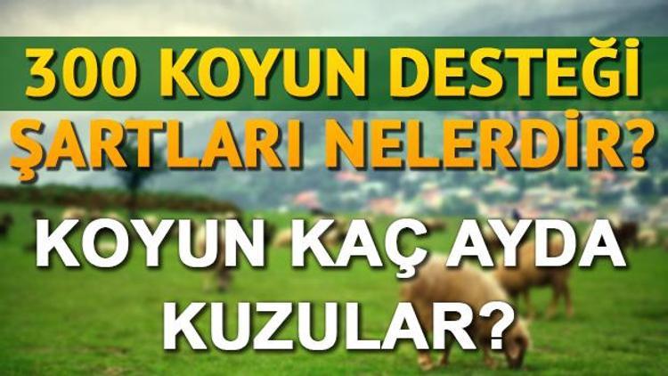 Köyüne geri dönene 300 koyun desteği şartları neler olacak