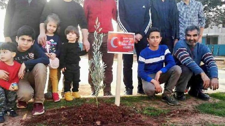 Teröristlerin attığı roketle şehit olanların anısına zeytin fidanı dikildi