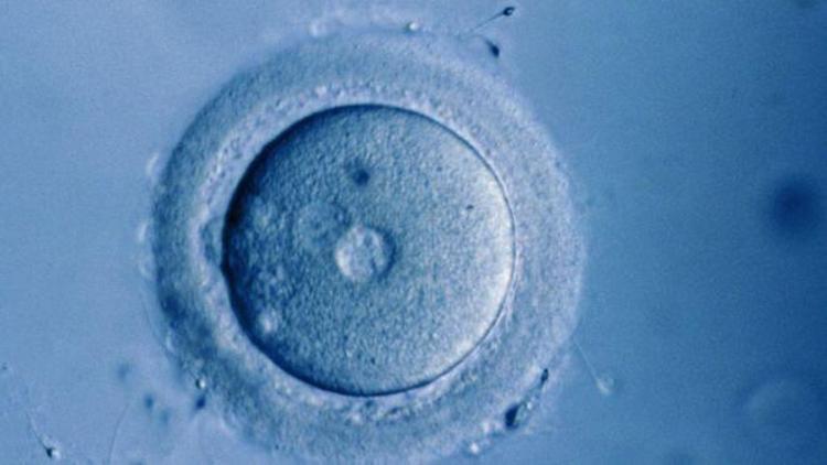 Laboratuvarda büyütülen ilk insan yumurtası gelecekte doğurganlığa yardımcı olabilir