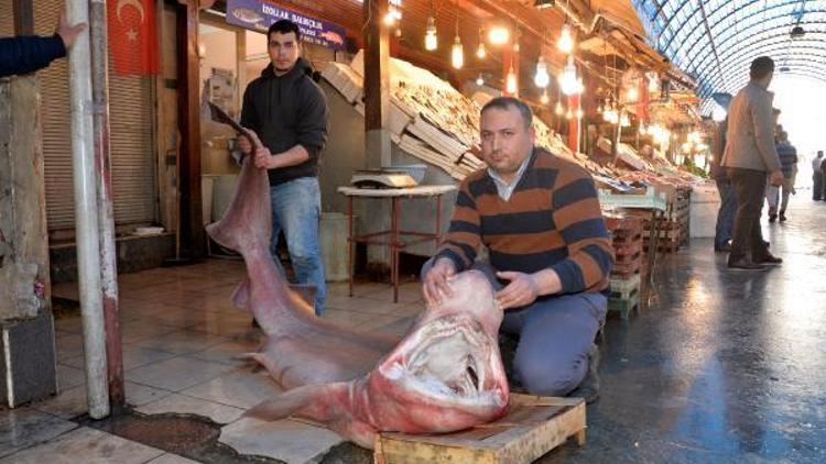 Balıkçıların ağına 300 kiloluk köpek balığı takıldı