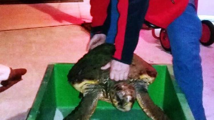 Suda hareketsiz duran caretta carettayı AKUT Bodrum ekibi kurtardı