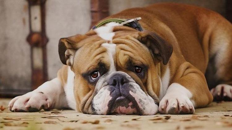 Köpekler suçlu olduklarında neden üzgün surat takınırlar
