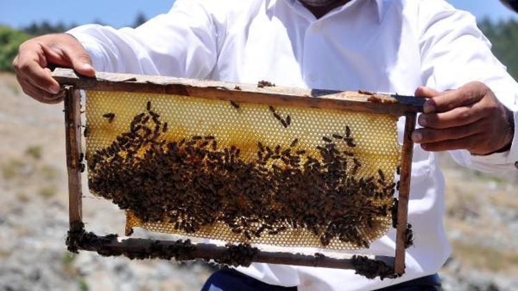 Arıların zarar görmemesi için tedbir uyarısı