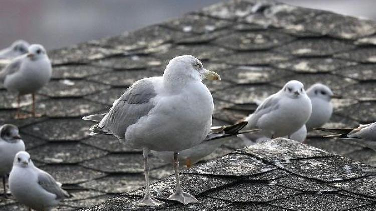 Kuzey gümüş martısı, Zonguldakın 306ncı kuş türü oldu