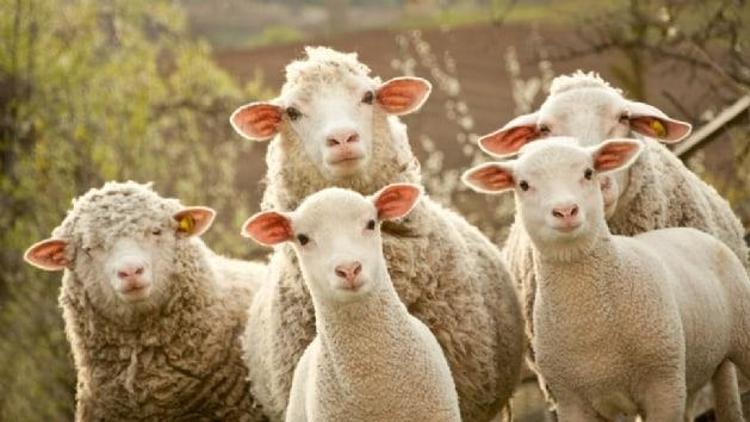 300 koyun nasıl verilecek Bakan açıkladı