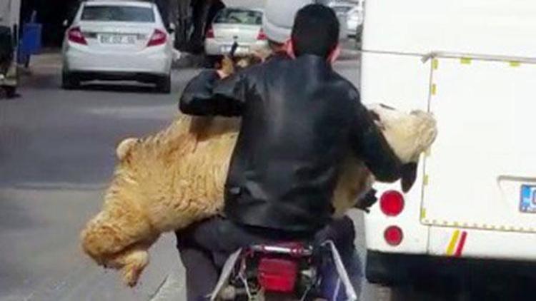 Motosiklette koyun taşıdılar, görenler şaştı kaldı
