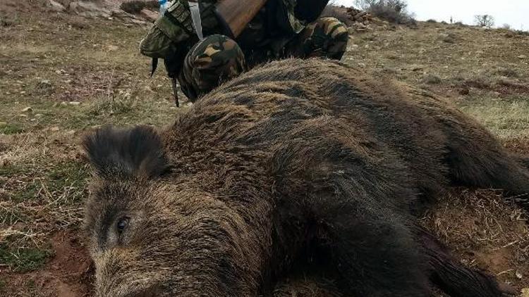 Sürek avında, 30 yaban domuzu vuruldu