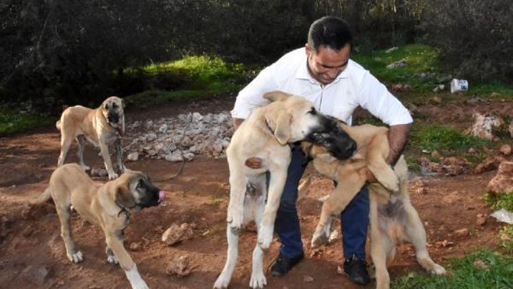 Antalyadaki çiftliğinde 500 Kangal yetiştirdi