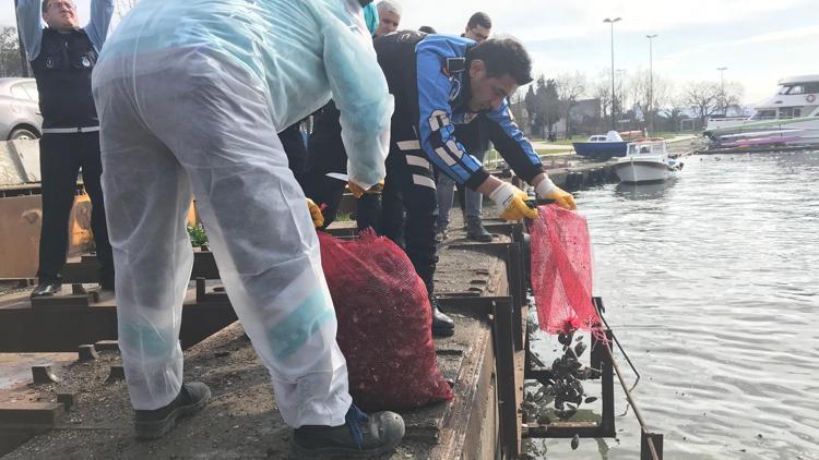 Midyelere özgürlük operasyonu