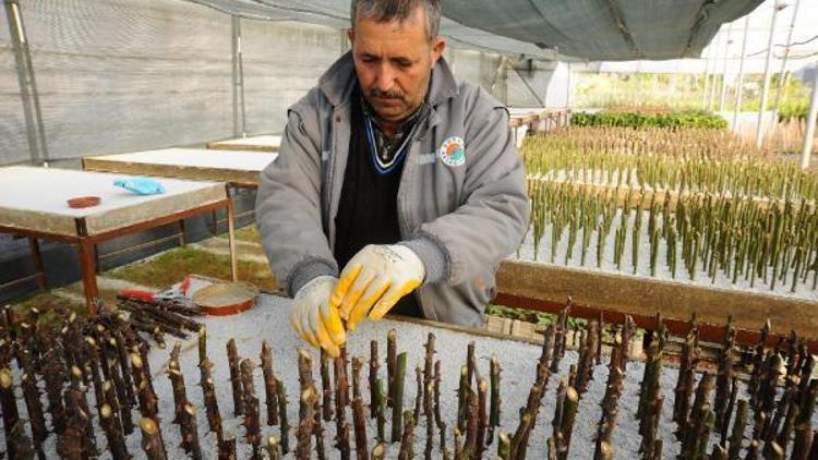 Kepezin seraları çiçek fabrikası gibi