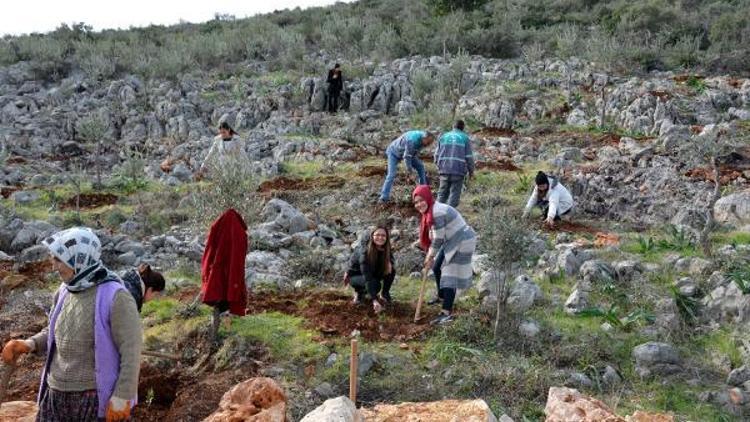 Mersinde yabani zeytin ekonomiye kazandırılıyor