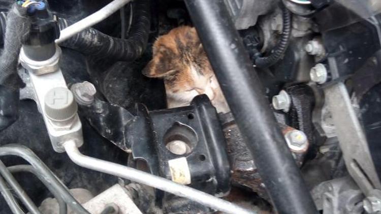 Otomobilin motoruna sıkışan kedi kurtarıldı