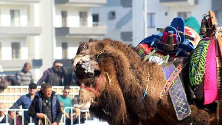 Ayvalık’ta deve güreşi heyecanı yaşandı