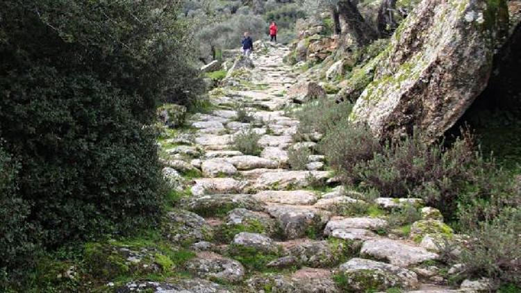 Zeytinliklere yol açmak için antik yolu tahrip ettiler