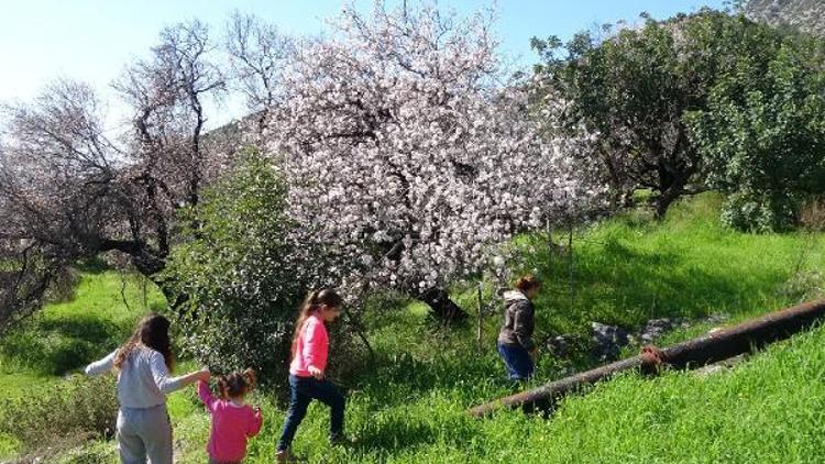 Anamurda ağaçlar çiçek açtı