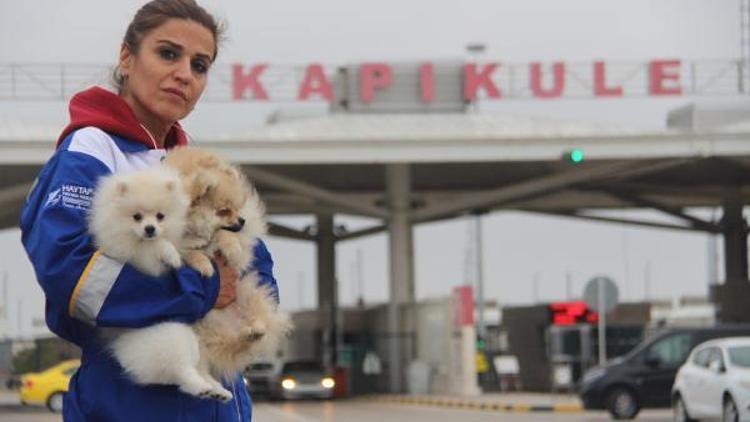 Sınırda yakalanan köpekler ihaleyle satıldı
