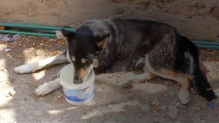 12 yıl sahibinin mezarı başında yaşayan köpek öldü