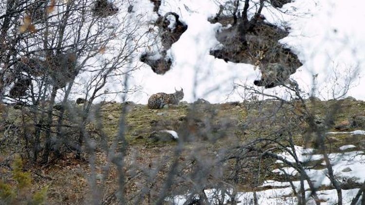 Soyu tükenmek üzere olan vaşaklar, Tuncelide fotoğraflandı