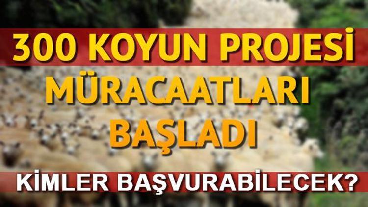 300 koyun proje başvuruları başladı | TİGEM 300 koyun projesi başvuru şartları