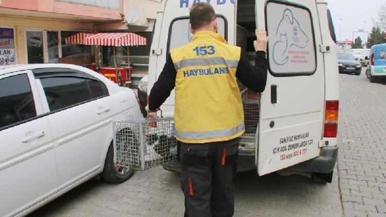 Mahsur kaldığı dükkandan kurtarılan kedi doğal ortamında